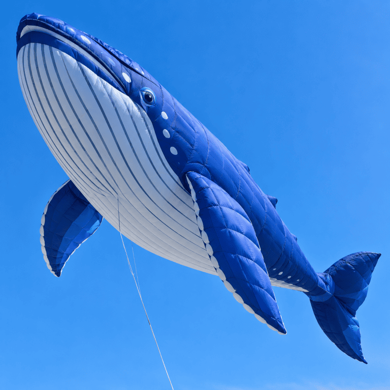 A giant blue inflatable whale kite with a white striped belly flying against a clear blue sky.